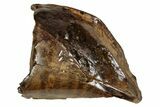 Fossil Tyrannosaur (Nanotyrannus) Tooth - Feeding Damage #352301-1
